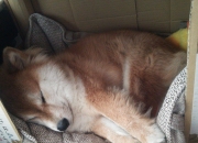 开云体育官网-字母哥狂轰48+17统治攻防！绿军险胜灰熊背后，见证真正的希腊神迹