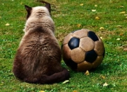 开云体育入口-利物浦战术多变，力争战胜强敌