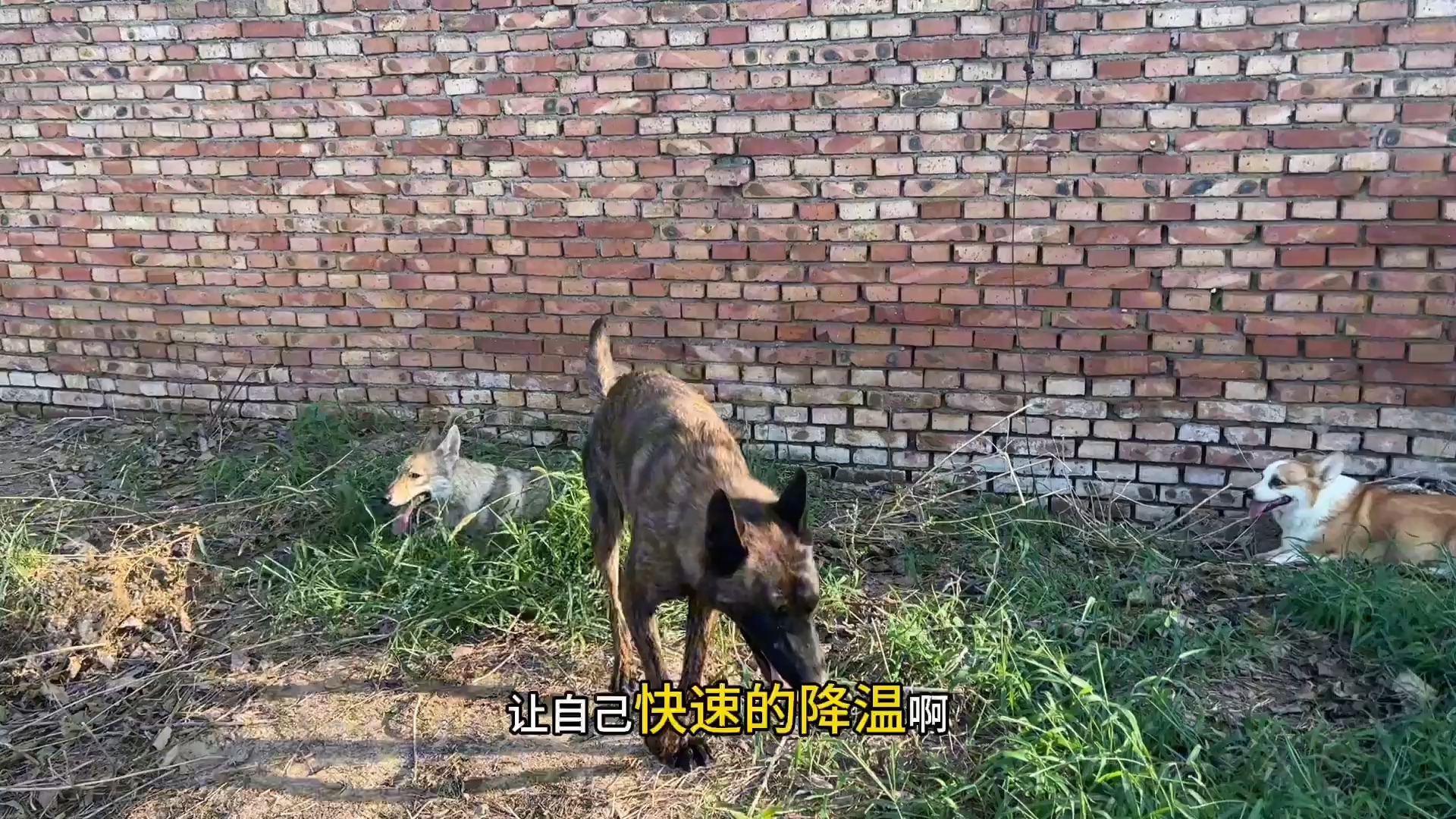 荷兰与捷克将展开一场胶着的较量