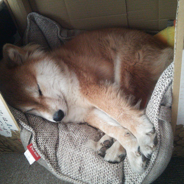 字母哥狂轰48+17统治攻防!绿军险胜灰熊背后,见证真正的希腊神迹